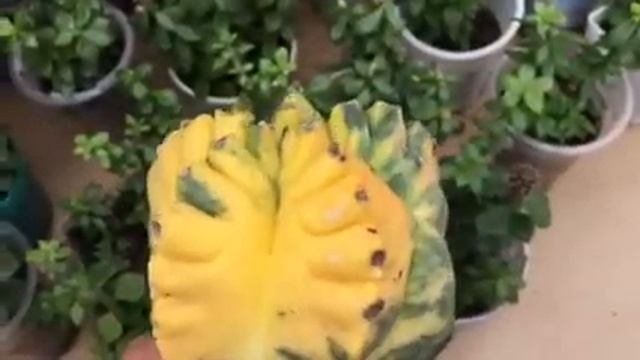 Astrophytum Kikko Var смотреть онлайн