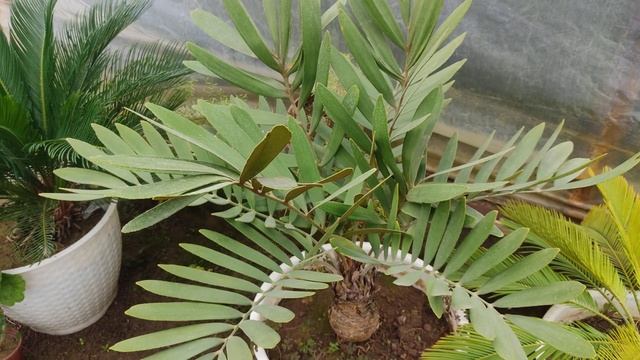 203-в.(+998 99-547-11-35) Саговий палма турлари ва нархлари ҳақида. смотреть онлайн