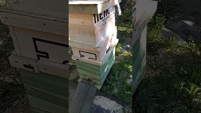 пчелосемьи в мае... есть возможность получить майский мёд. противороевые отводки смотреть онлайн