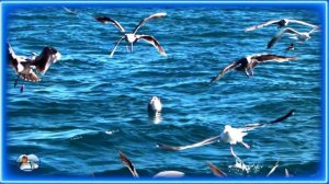 Чайки не кричите, сердцу больно исп. АЗАМАТ ПХЕШХОВ