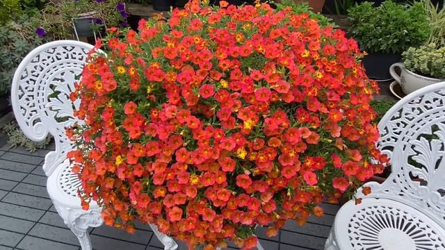 Hoa Triệu Chuông - Calibrachoa - Million Bells смотреть онлайн