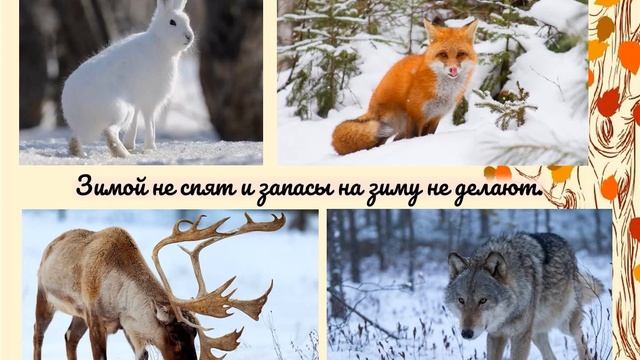 Как животные к зиме готовятся смотреть онлайн