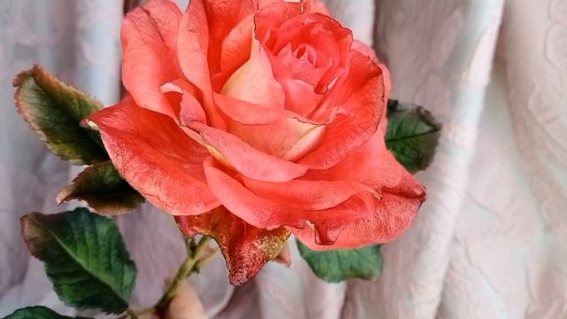 Кремово-алая роза из холодного фарфора смотреть онлайн