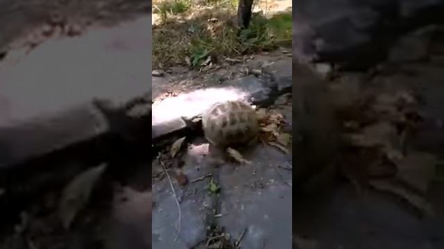 Река Каферниган и Явроз летом. Ромитское ущелье. Природа Таджикистана. смотреть онлайн