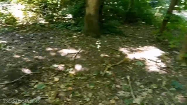 Вы не видите собаку? А она там есть! 🥷 Шуля, гуляем, играем... смотреть онлайн