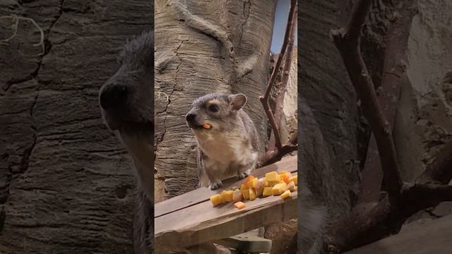 Зверинец в Московском зоопарке смотреть онлайн