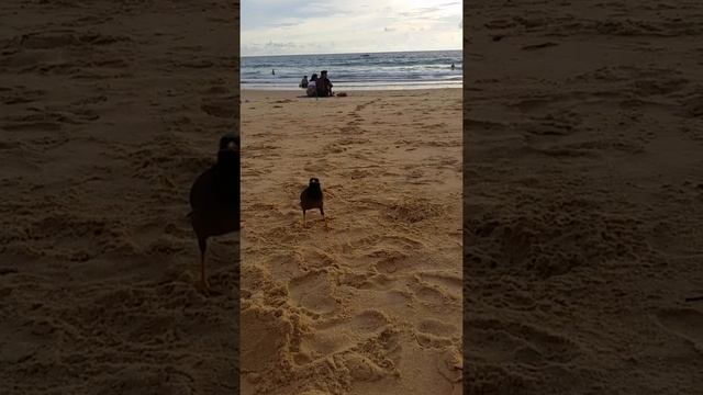 Пляж Карон и его обитатели, Пхукет, Таиланд. [20190603] #shorts смотреть онлайн