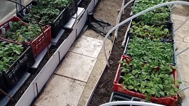 Окуривание теплицы серной шашкой смотреть онлайн