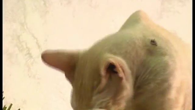 1 марта — Всероссийский День кошек. смотреть онлайн