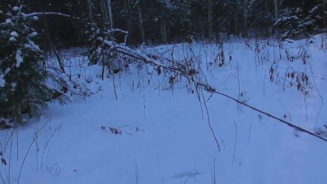 охота капканами на куницу очередная проверка. смотреть онлайн
