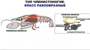 ЭВОЛЮЦИЯ ОРГАНОВ ВЫДЕЛЕНИЯ У ЖИВОТНЫХ