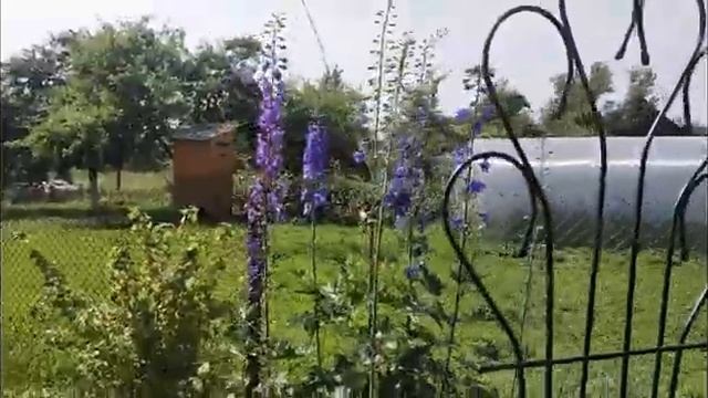 ДЕЛЬФИНИУМ ИЗ СЕМЯН СЕКРЕТЫ ВЫРАЩИВАНИЯ смотреть онлайн