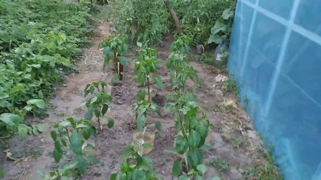 Простой капельный полив для перца. смотреть онлайн