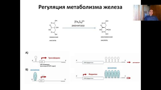 Лекция 5. Некодирующие РНК (2022).