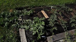 Наши арбузы в открытом грунте - сравнение привитых на лагенарию и гибридных сортов арбуза