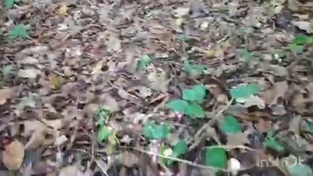 СОБИРАЕМ В ЛЕСУ ГРИБНОЕ АССОРТИ!!! РЯДОВКА СЕРАЯ, ПЕЧЕНОЧНИЦА, ДОЖДЕВИКИ. ОКТЯБРЬ 2022 г. смотреть онлайн