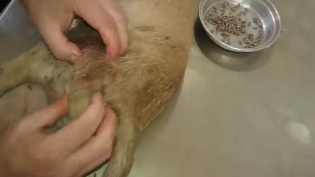 Remove mangoworms from dog - Remove mango worms from dog skin Удалите манговых червей с кожи собаки смотреть онлайн