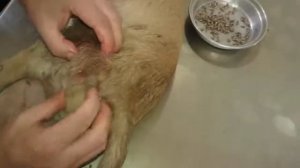 Remove mangoworms from dog - Remove mango worms from dog skin Удалите манговых червей с кожи собаки