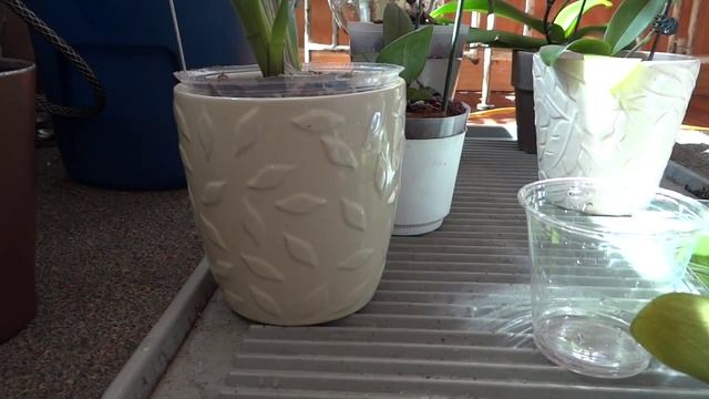 Детки Орхидейки Уход / Orchid Seedlings