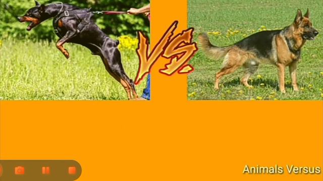 доберман vs немецкая овчарка кто победит смотреть онлайн