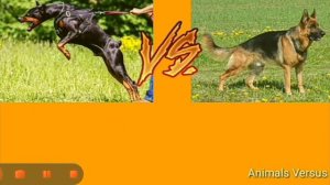 доберман vs немецкая овчарка кто победит
