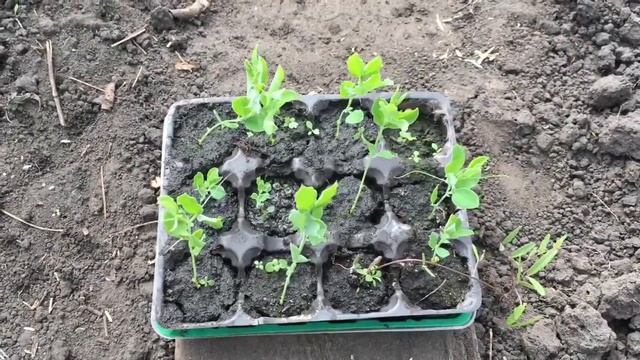 Почему плохо цветут нарциссы , убежавшие тюльпаны и первая редиска . смотреть онлайн