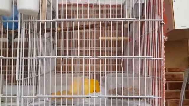 Волнистый попугай болеет. Диарея, что делать? Нужен активированный уголь? Лечение кормом Попугай жи смотреть онлайн