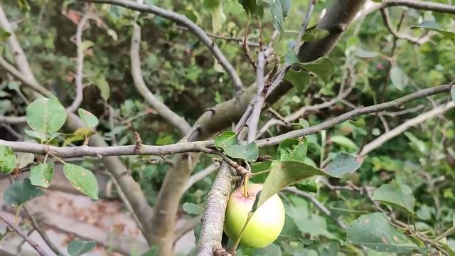 Мой летний день. Простые проверенные рецепты. Поездка с мамой. Жизнь семьи в деревне. смотреть онлайн