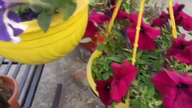 Petunia Flowers||how To Grow Petunia And Care Tips||All About Petunia