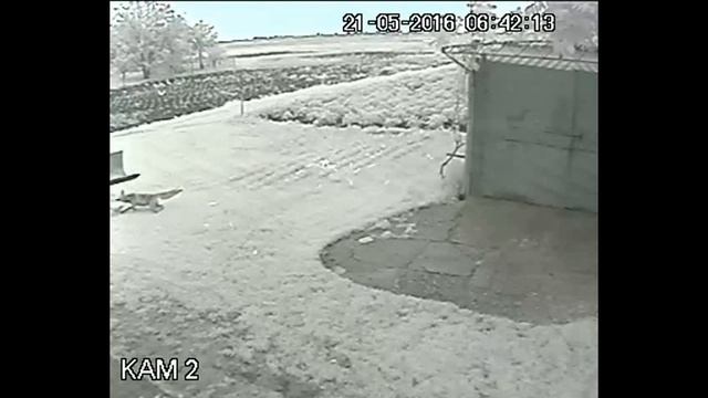 Лиса украла курицу смотреть онлайн