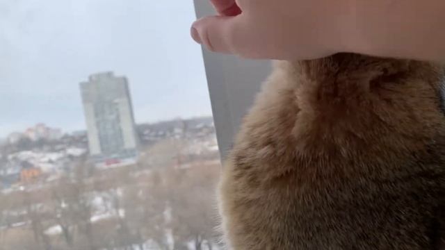 Как делать массаж кошке смотреть онлайн