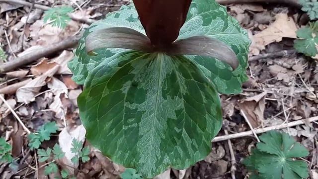 Trillium [Yellow Sessile] (Trillium luteum) смотреть онлайн