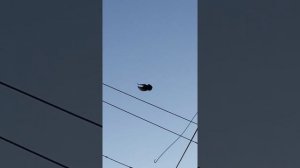 Торцовые голуби , город Селидово.