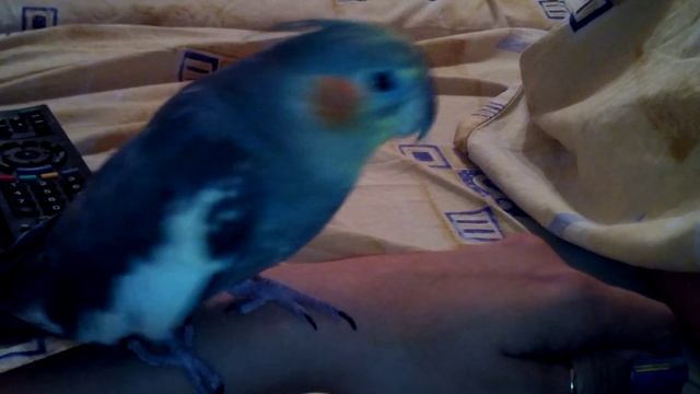 Корелла разговаривает, попугай говорит и целуется, говорящий попугай корелла смотреть онлайн