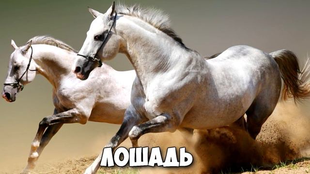 КОГО ТЫ УВИДЕЛ ПЕРВЫМ? Онлайн Тест! смотреть онлайн