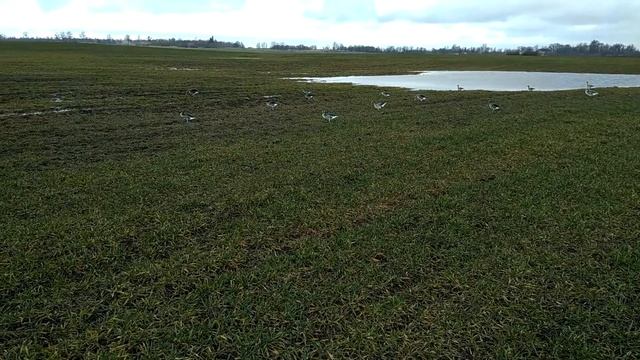 Самодельные профиля на ГУСЯ! смотреть онлайн