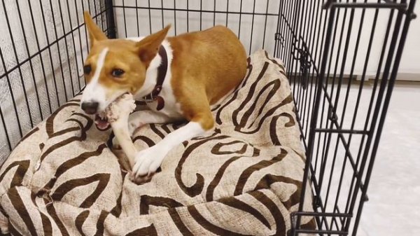 ТРЕШ  ВСЕ ЗУБЫ РАСТЕРЯЛ  | басенджи Смарт | Tresh lost all his teeth Basenji