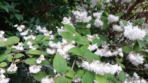 Дейция махровая