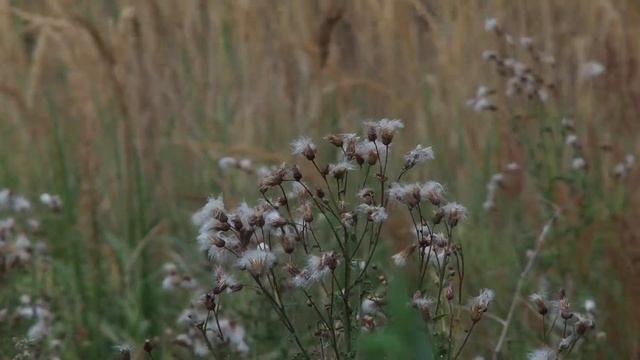 Soligor 400mm смотреть онлайн