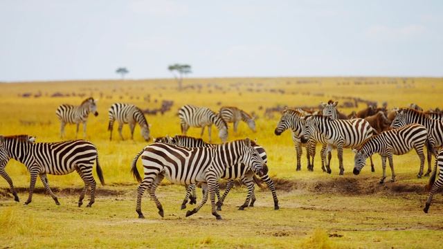 8K ULTRA HD • Relaxing Music смотреть онлайн