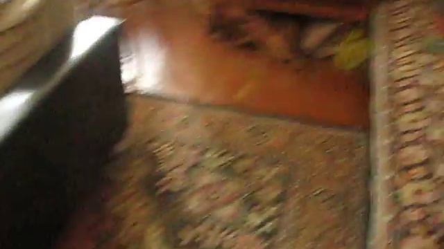 Детки гуляют. Щенки выжлы