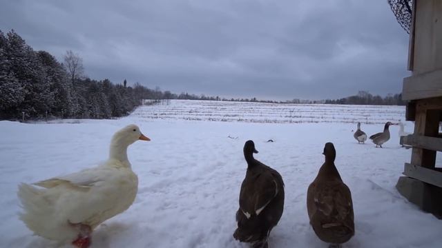 Why you don't see my Wife on the Farm смотреть онлайн
