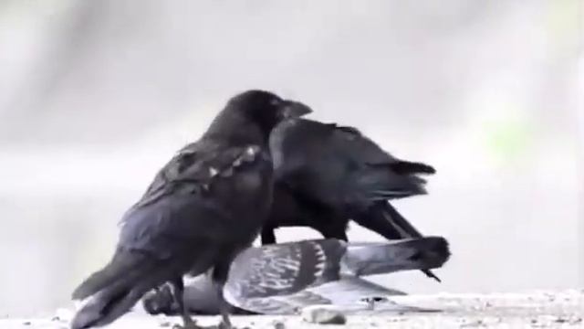 ворона забивает голубя смотреть онлайн