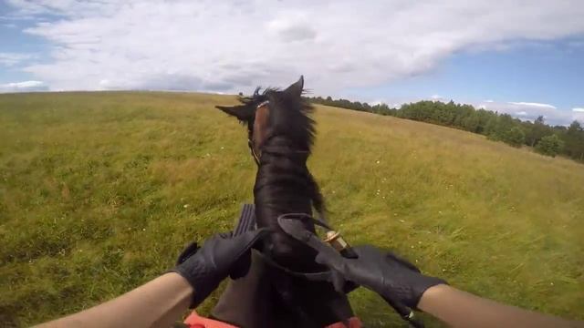 Прогулка в полях на лошади Допо. 06.08.2015 смотреть онлайн