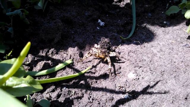 Тарантул на огороде.Жуть.(Смотреть Всем) смотреть онлайн