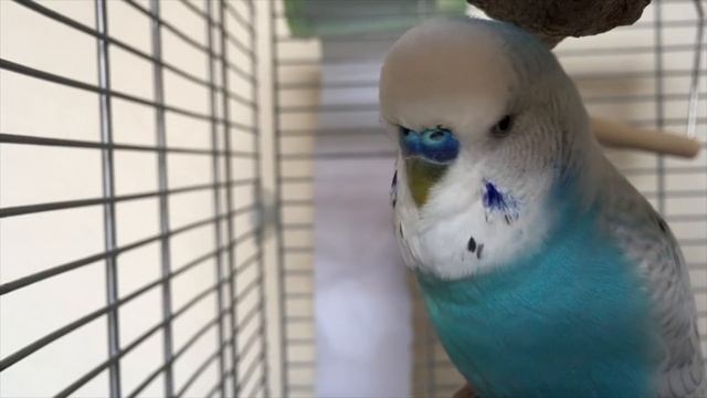 1 Hour VIDEO Of Budgie Company