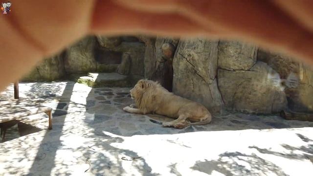 Aslanpark Tuzla Viaport Marina Gezisi смотреть онлайн