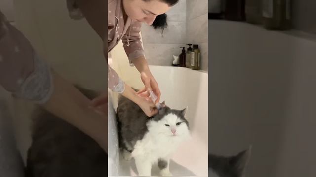 Кот Шрёдингер смотреть онлайн