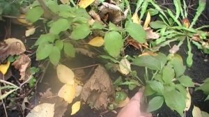 Размножение кизила . Отводок зацвел,