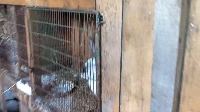 Клеточное содержание кроликов в зимний период#кролики#зима#клеточное_содержание#клетки#крольчата смотреть онлайн